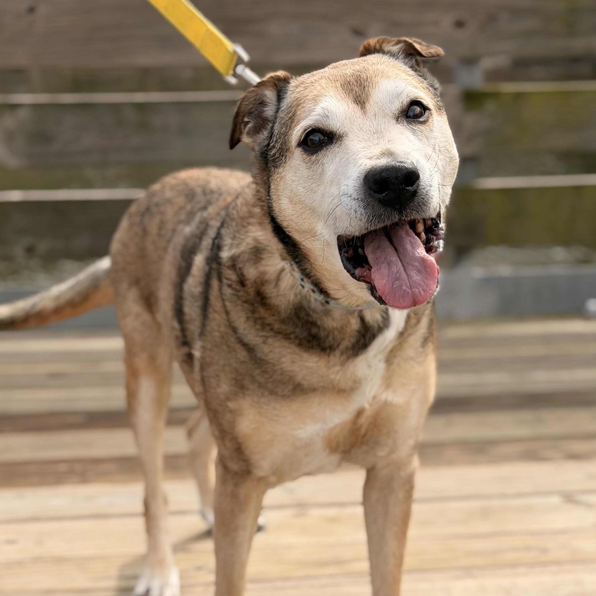 Support Our Senior Dogs