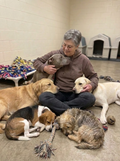 Support Our Senior Dogs